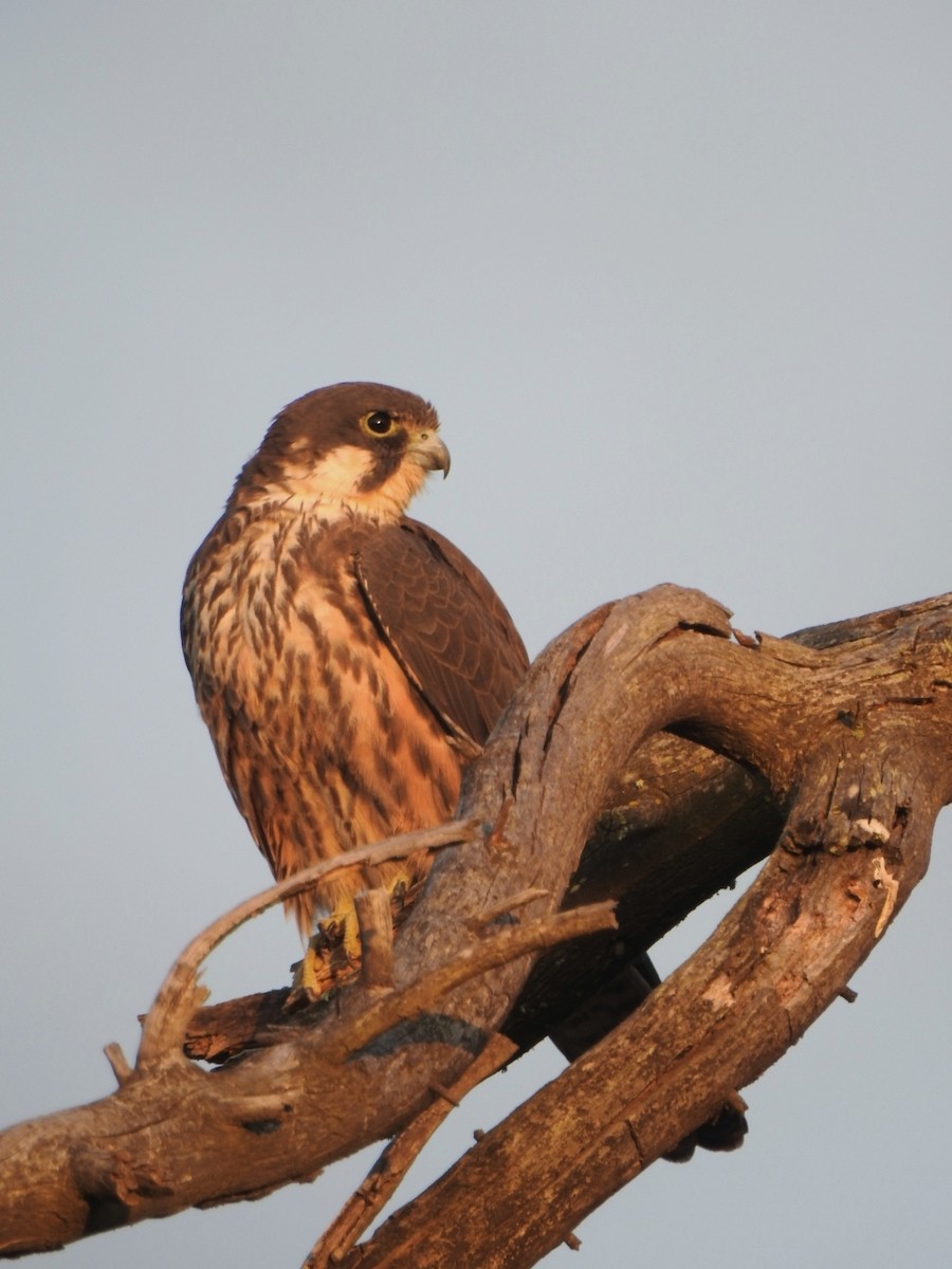 Eleonora's Falcon - ML620719016