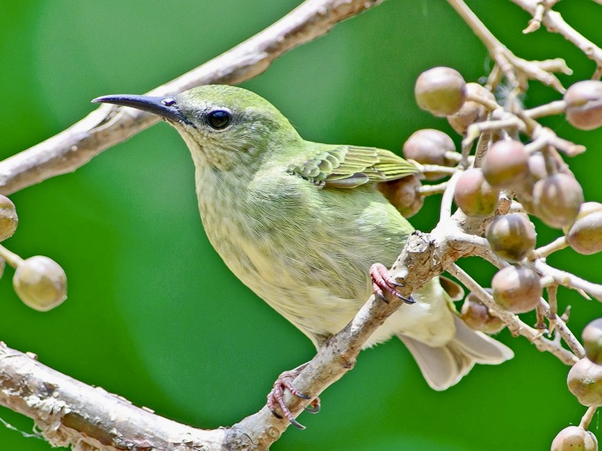 Red-legged Honeycreeper - ML620719018