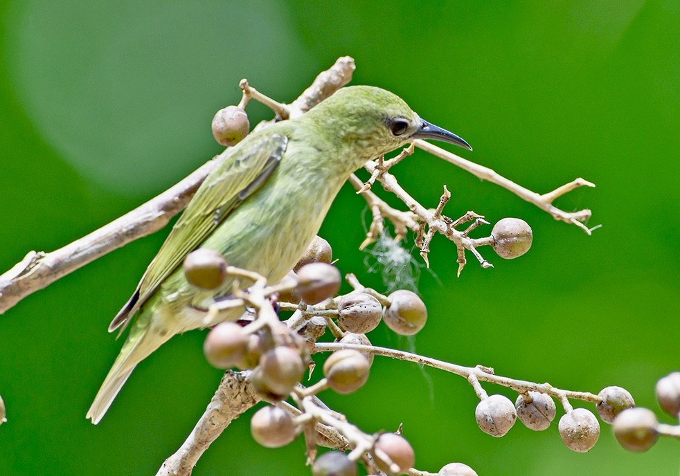 Red-legged Honeycreeper - ML620719020