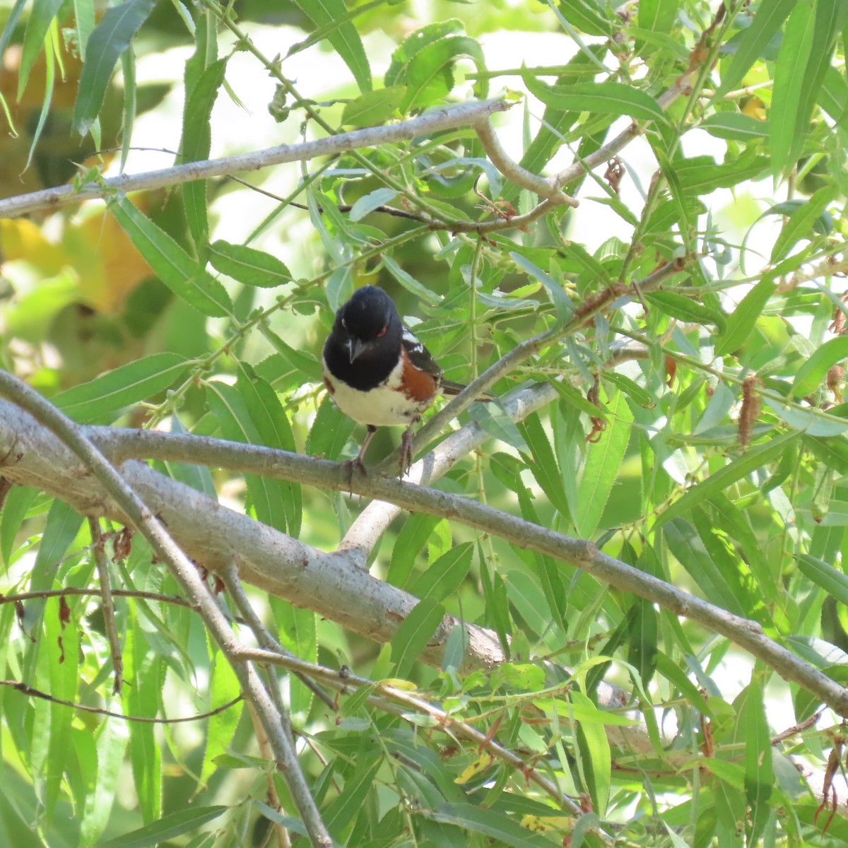 Spotted Towhee - ML620719021