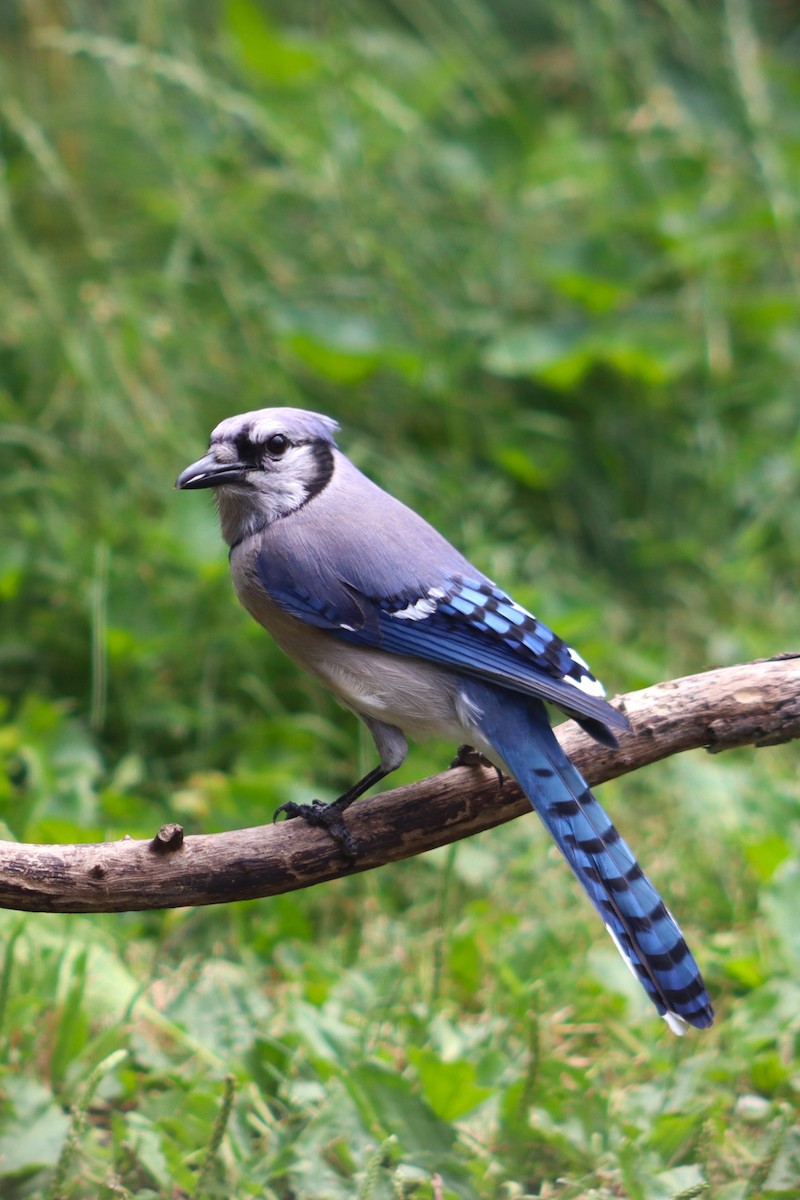 Blue Jay - ML620719024