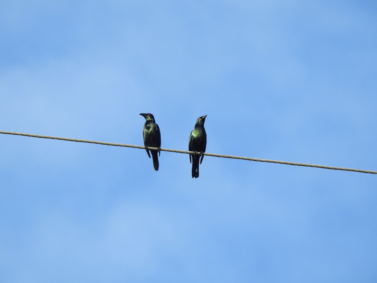 Asian Glossy Starling - ML620719025