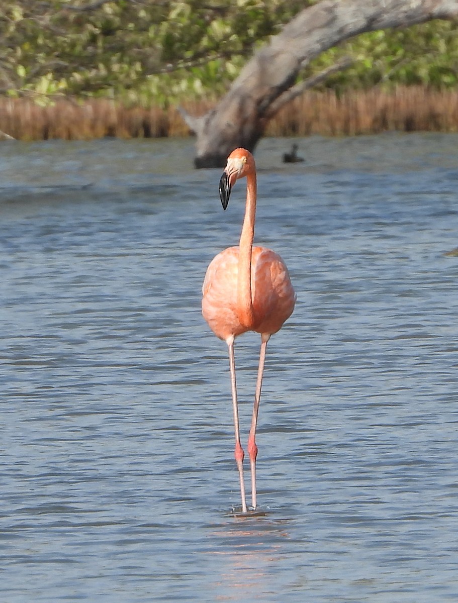 American Flamingo - ML620719028
