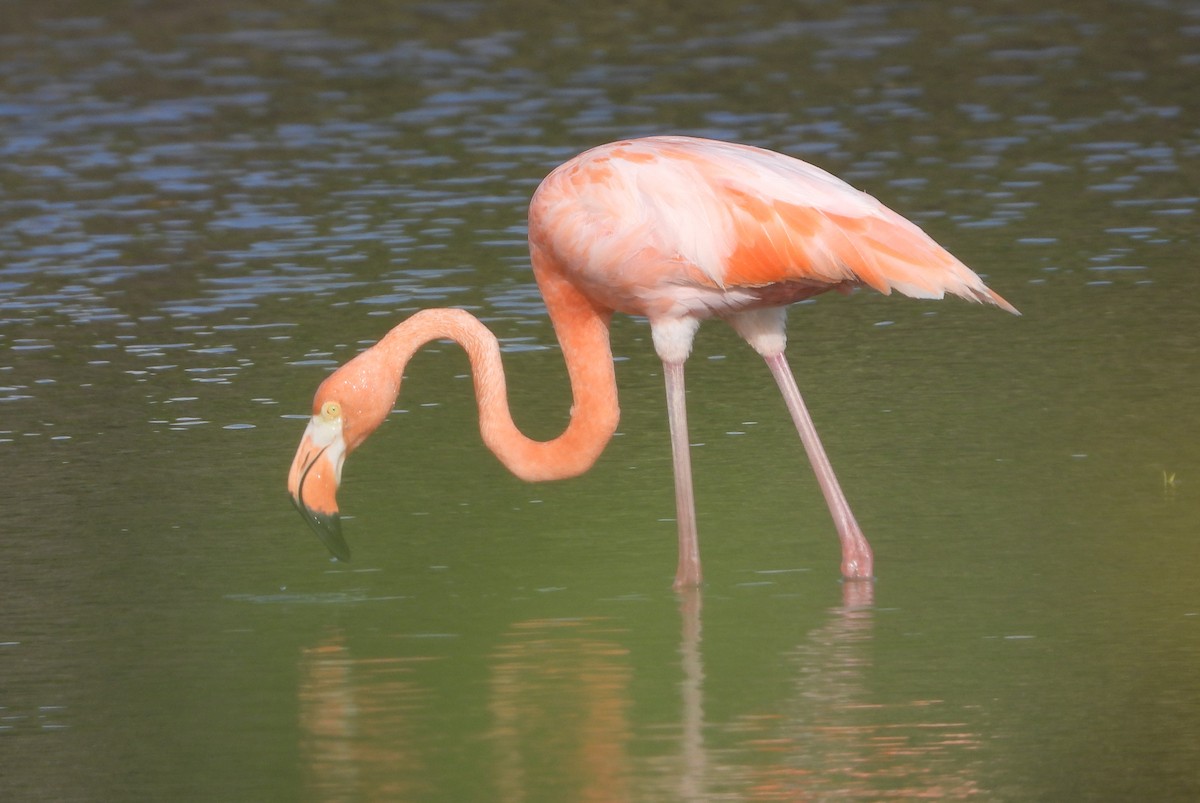 Flamant des Caraïbes - ML620719029