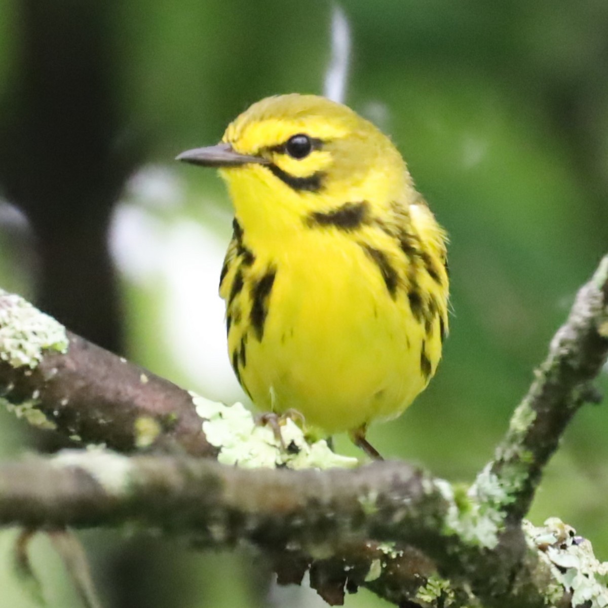 Prairie Warbler - ML620719030