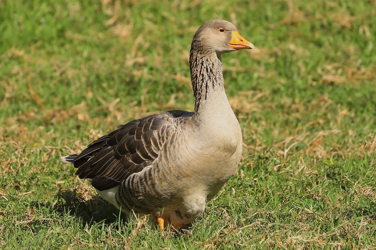 Graylag Goose (Domestic type) - ML620719034