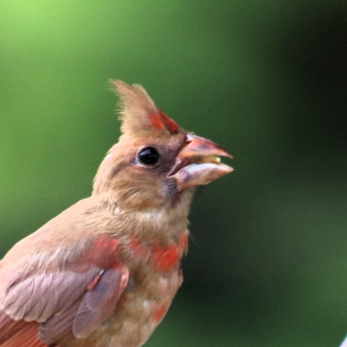 Cardinal rouge - ML620719035