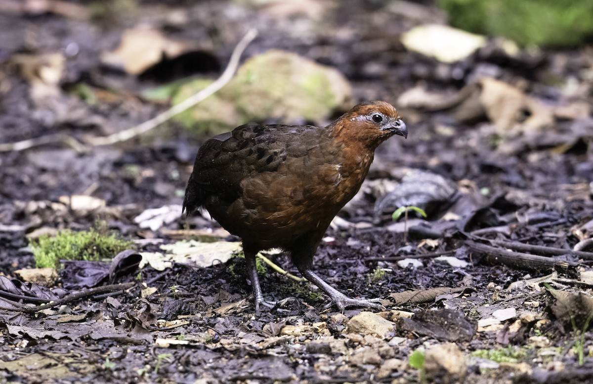 Chestnut Wood-Quail - ML620719036