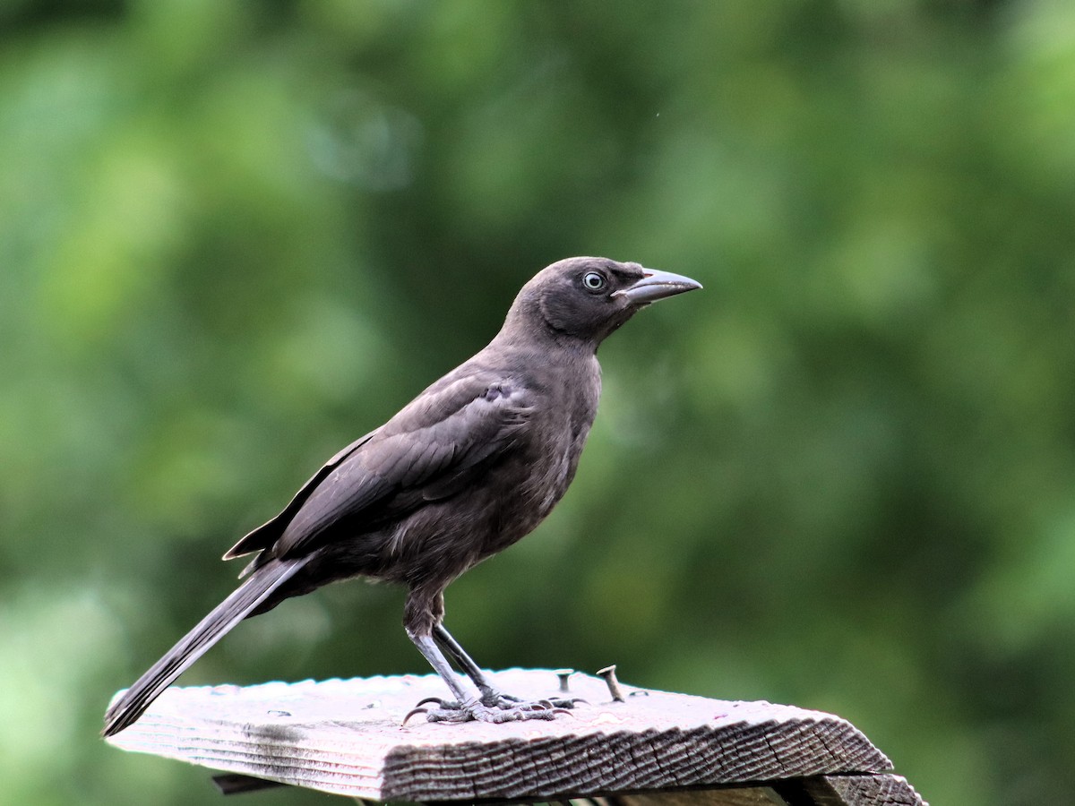 Common Grackle - ML620719050