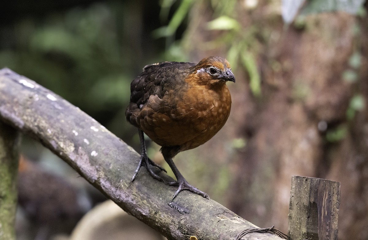 Chestnut Wood-Quail - ML620719051