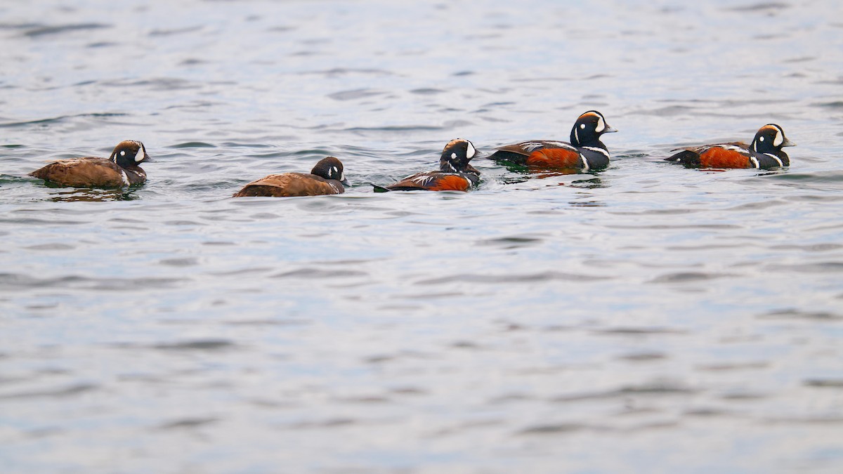 Harlequin Duck - ML620719052