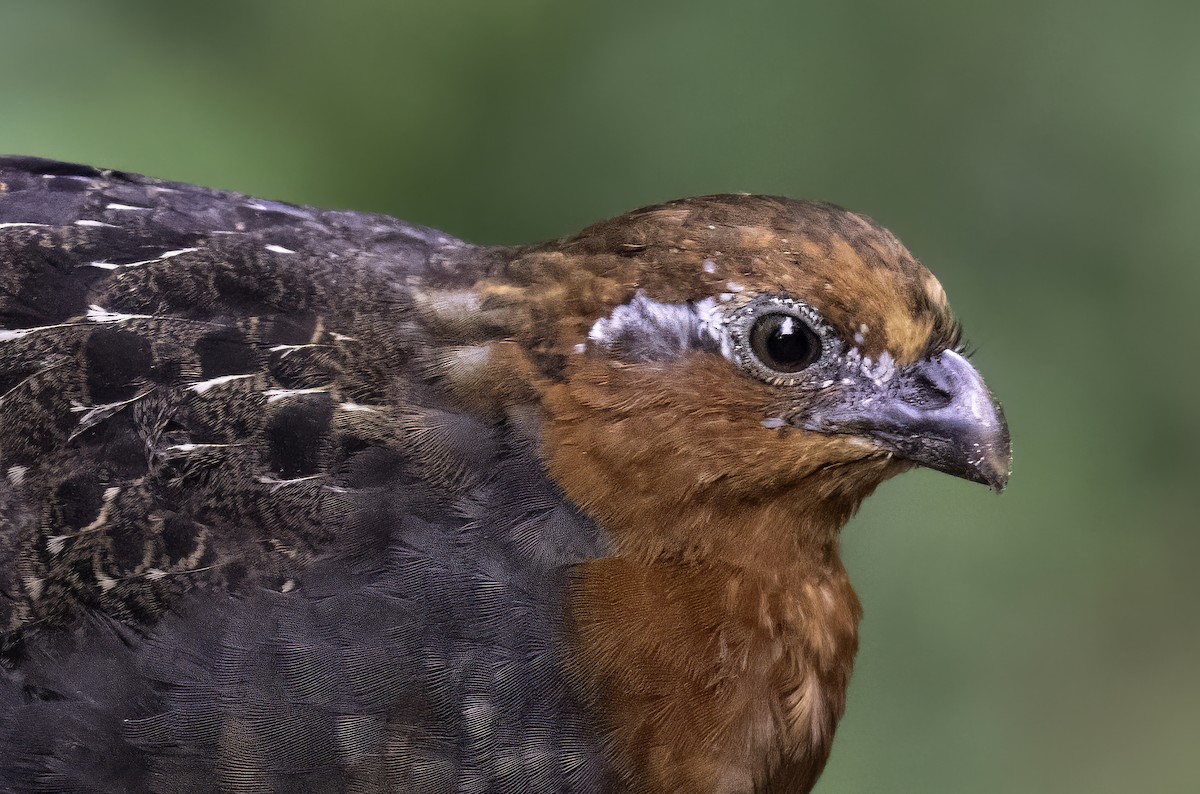 Chestnut Wood-Quail - ML620719059