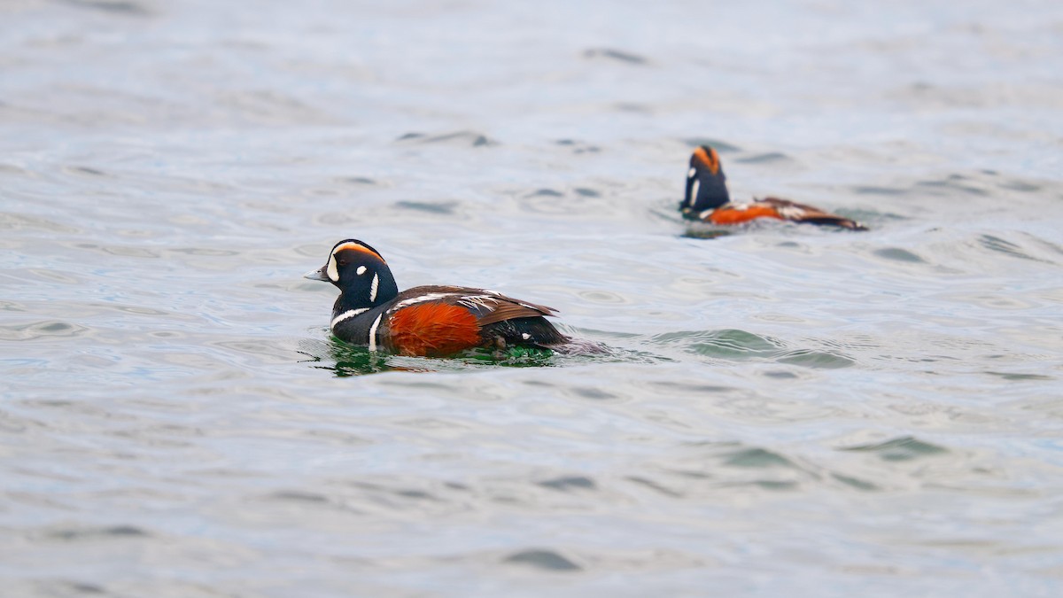 Harlequin Duck - ML620719064