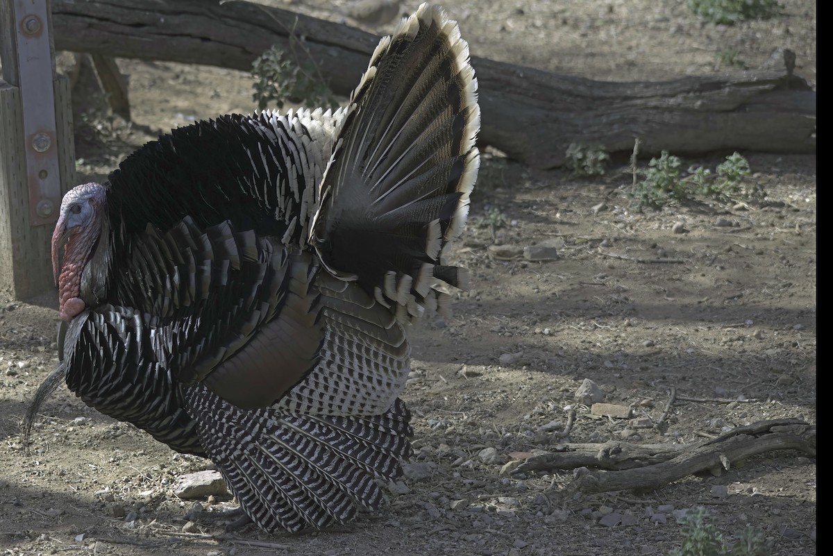 Wild Turkey - ML620719065