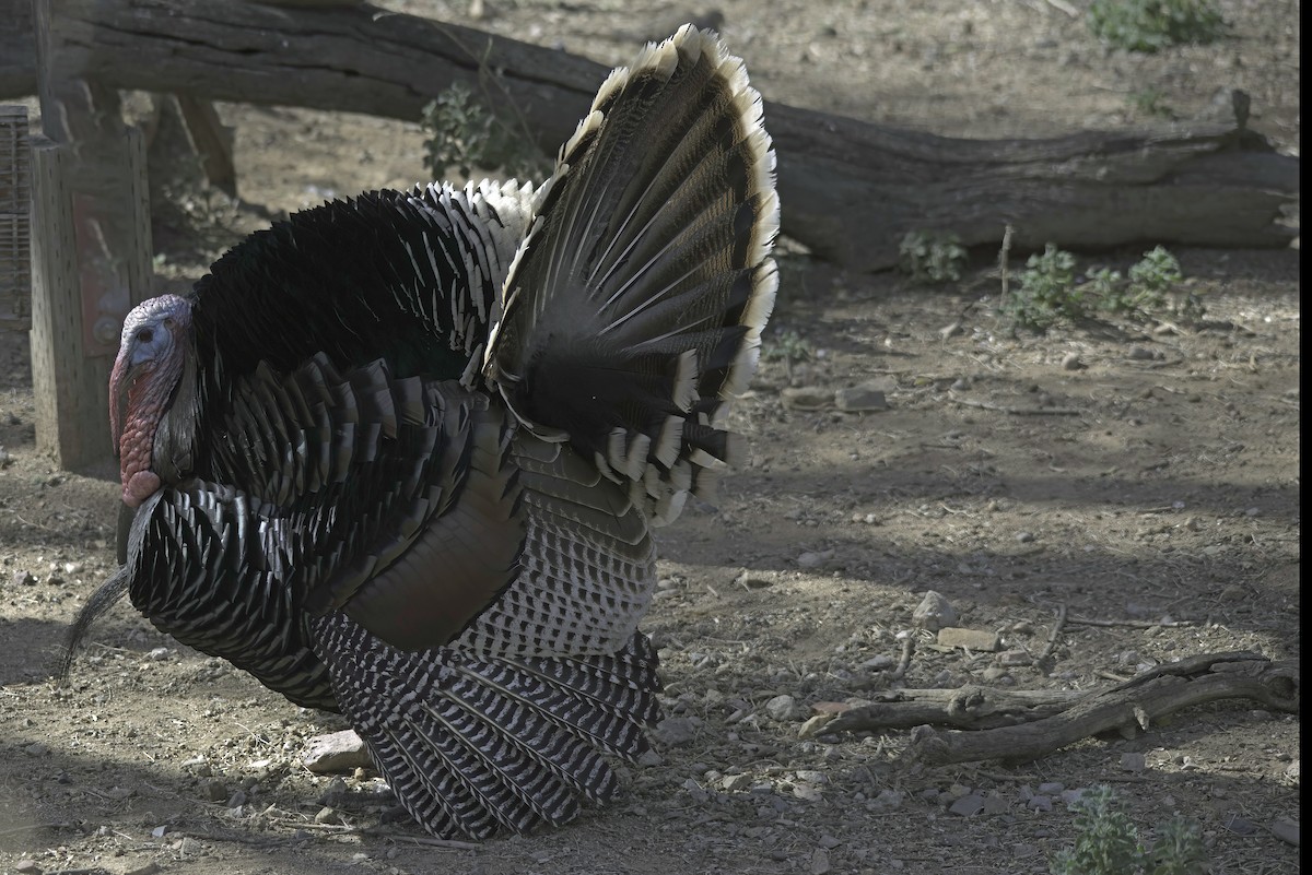 Wild Turkey - ML620719066