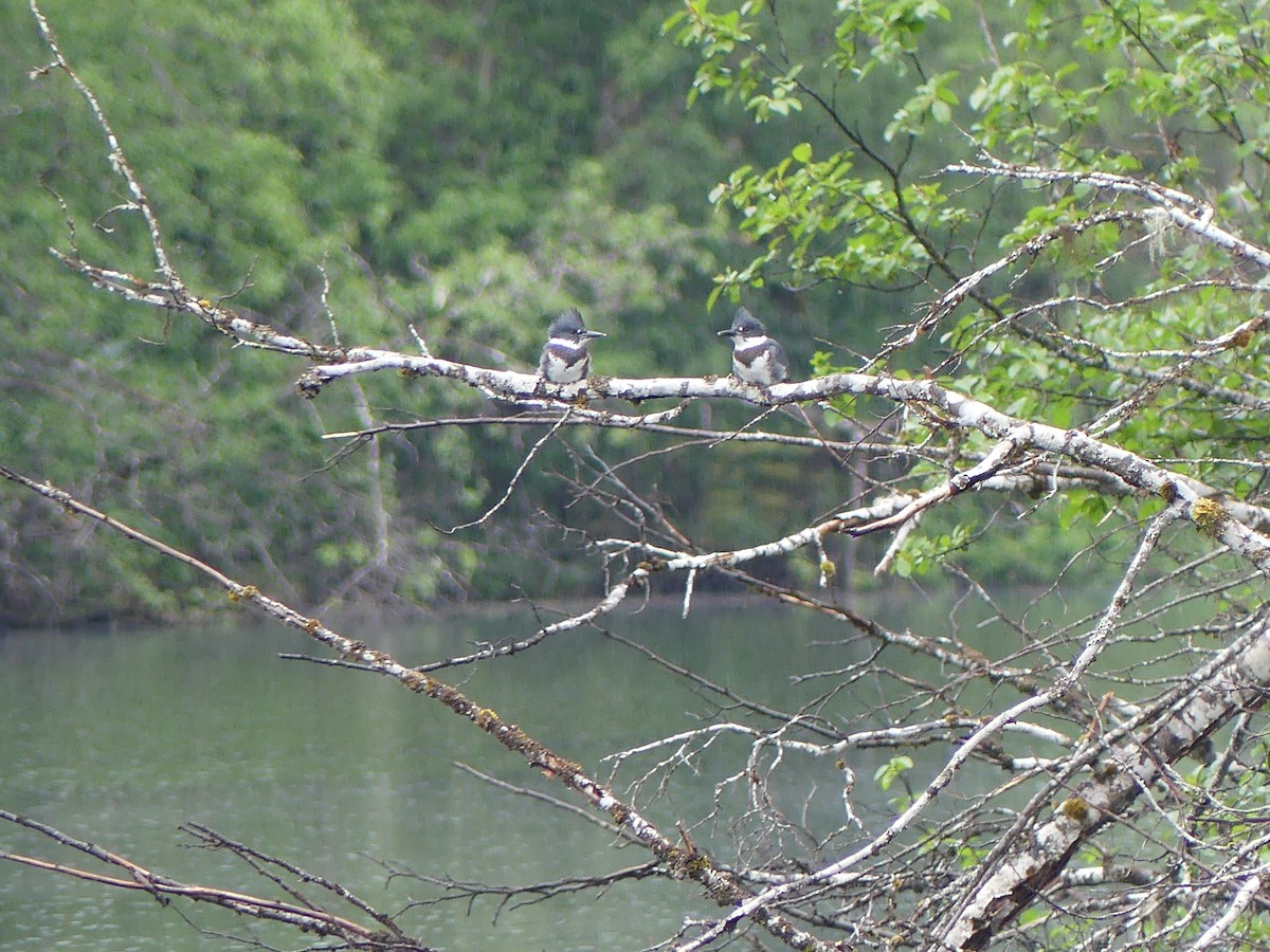 Belted Kingfisher - ML620719068