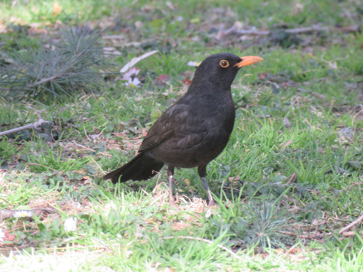 עקעק זנבתן - ML620719081