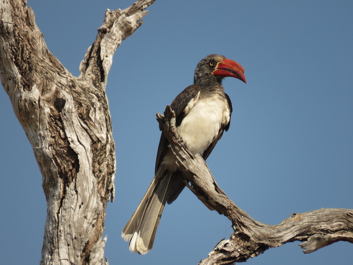 Southern Red-billed Hornbill - ML620719082