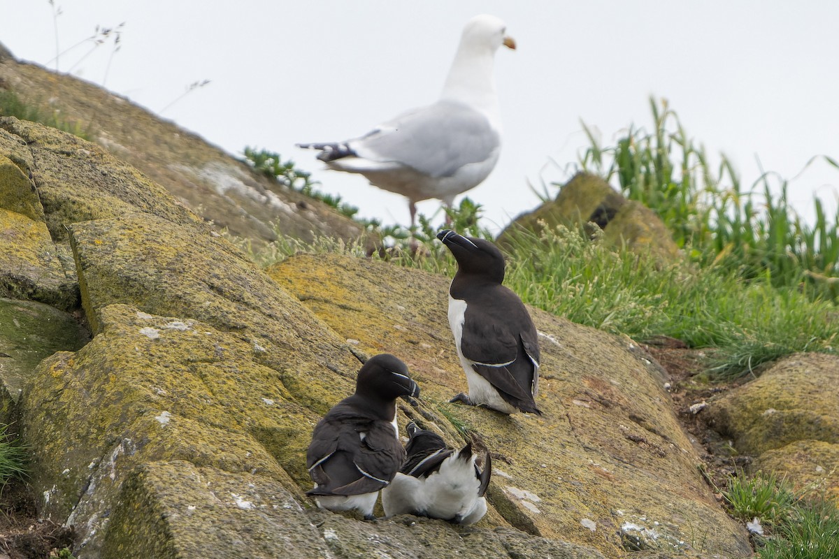 Razorbill - Carsten Stiller