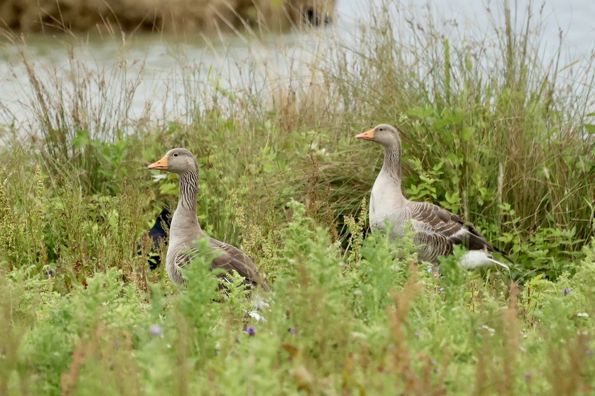 Graylag Goose - ML620719091