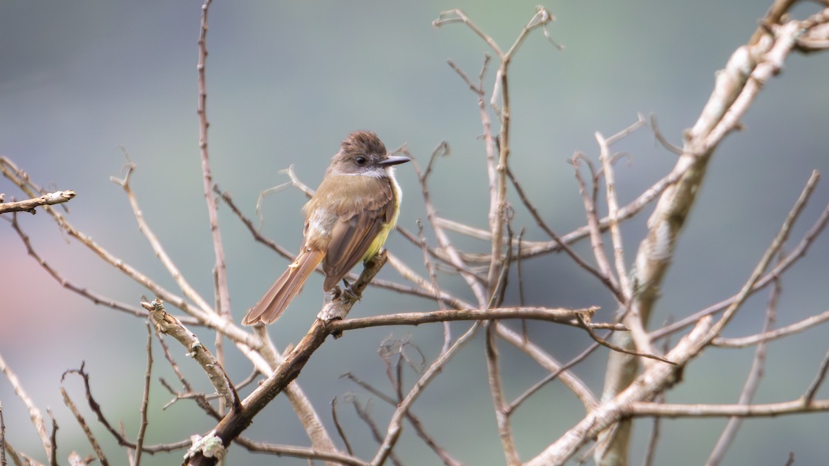 Dusky-capped Flycatcher (lawrenceii Group) - ML620719092