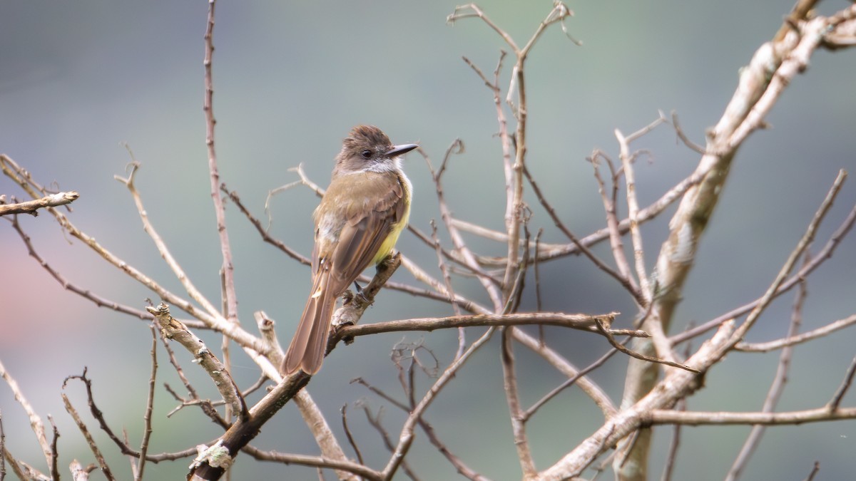 Dusky-capped Flycatcher (lawrenceii Group) - ML620719093