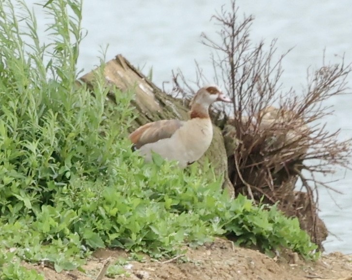 Egyptian Goose - ML620719099