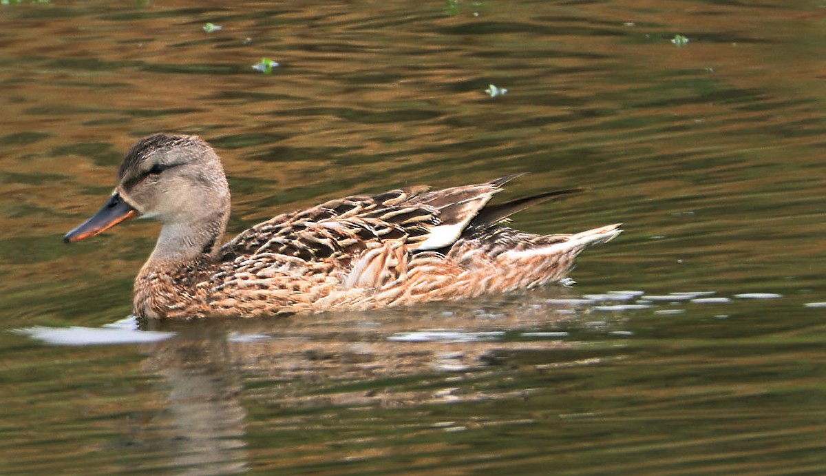 Canard chipeau - ML620719103