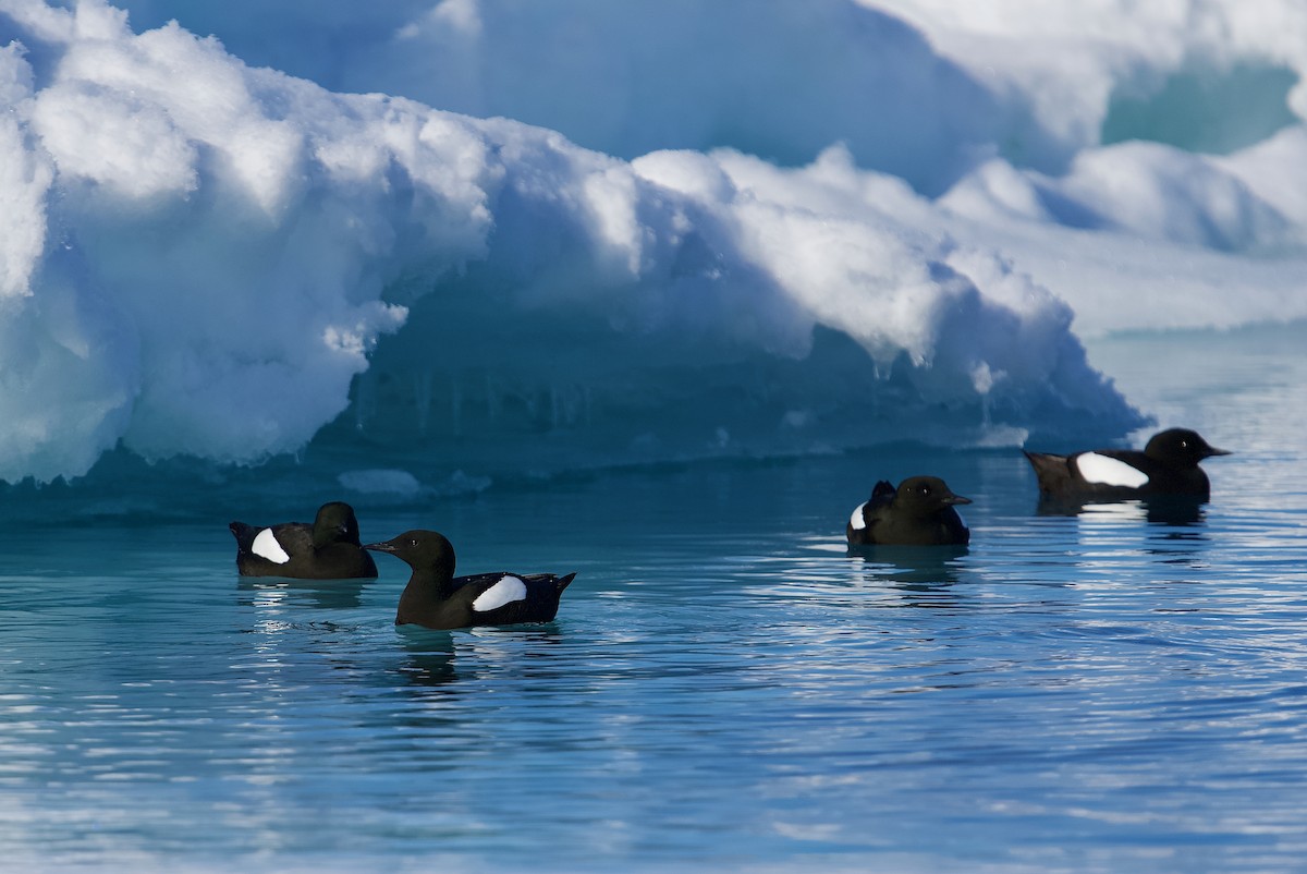 Black Guillemot - ML620719106