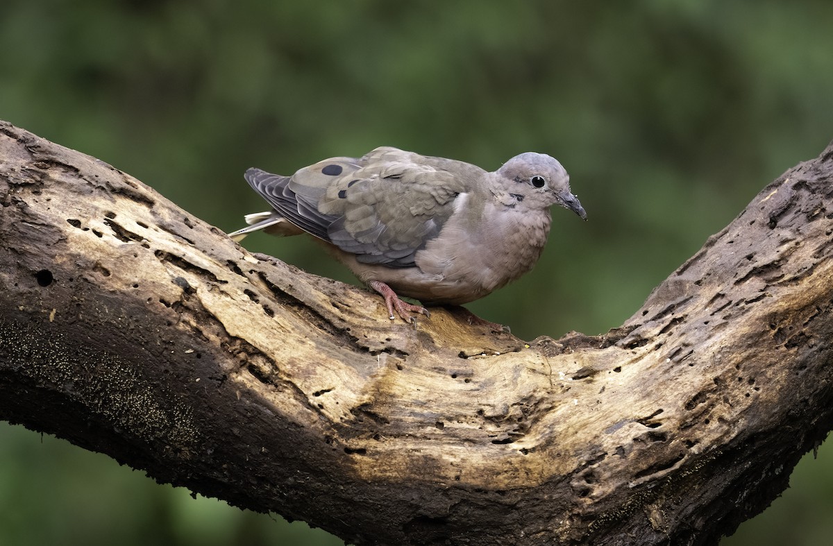 Eared Dove - ML620719107