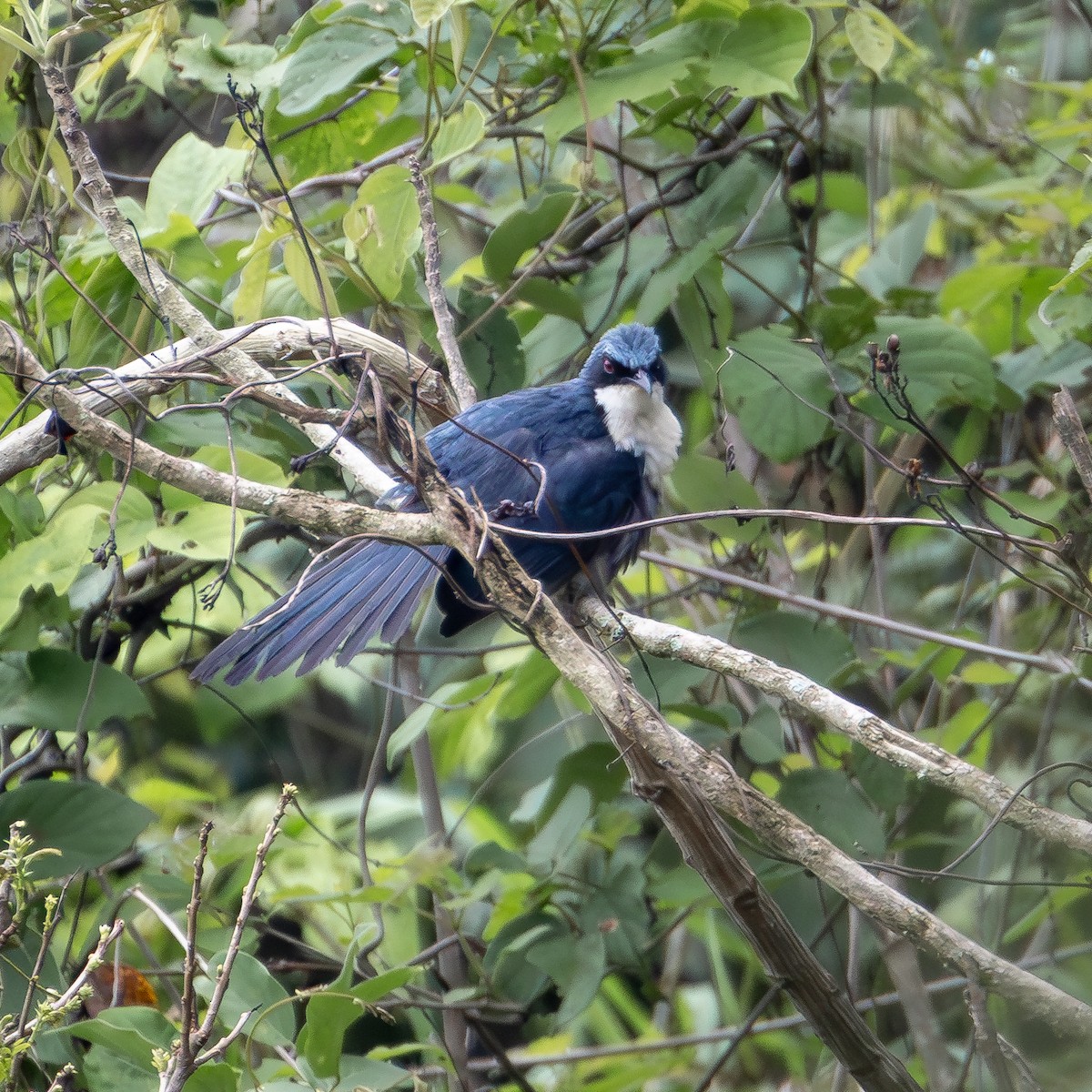 Blue-and-white Mockingbird - ML620719108