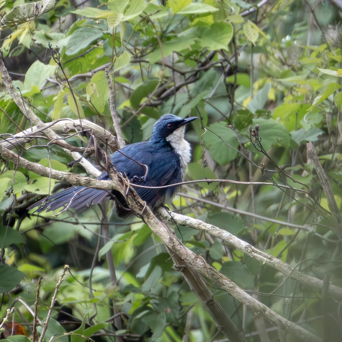 Blue-and-white Mockingbird - ML620719109