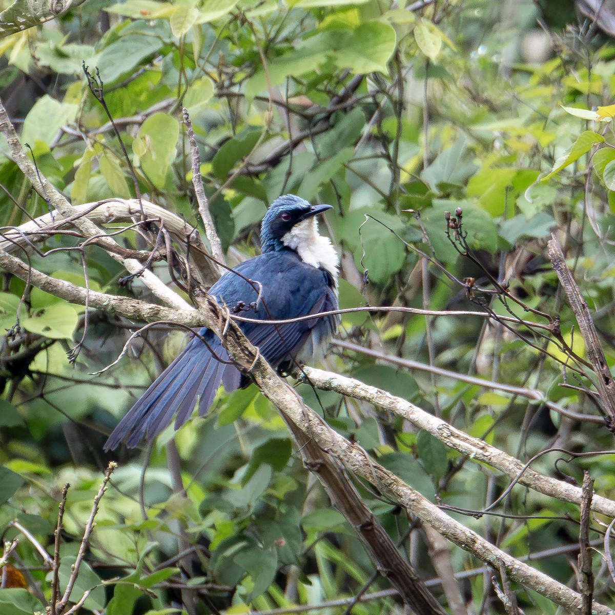 Blue-and-white Mockingbird - ML620719110