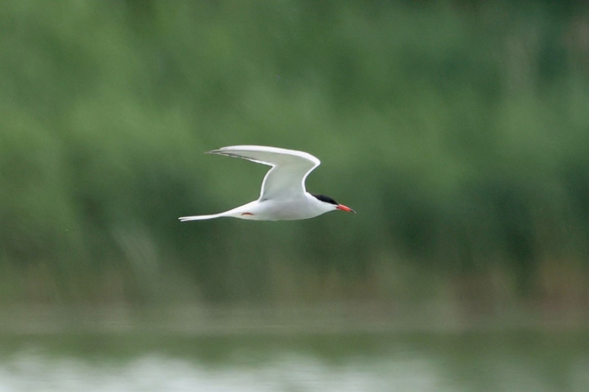 Common Tern - ML620719113