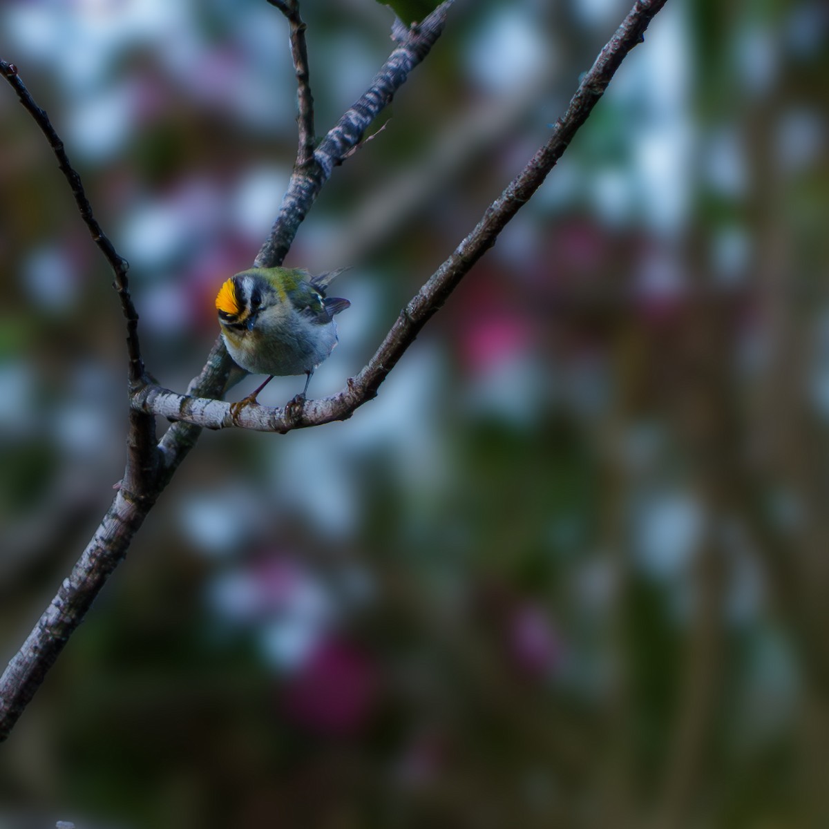 Common Firecrest - ML620719116