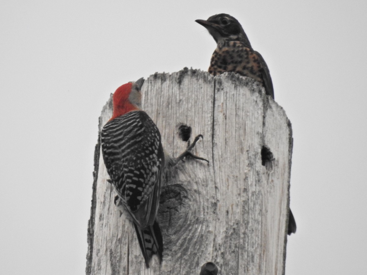 Red-bellied Woodpecker - ML620719117