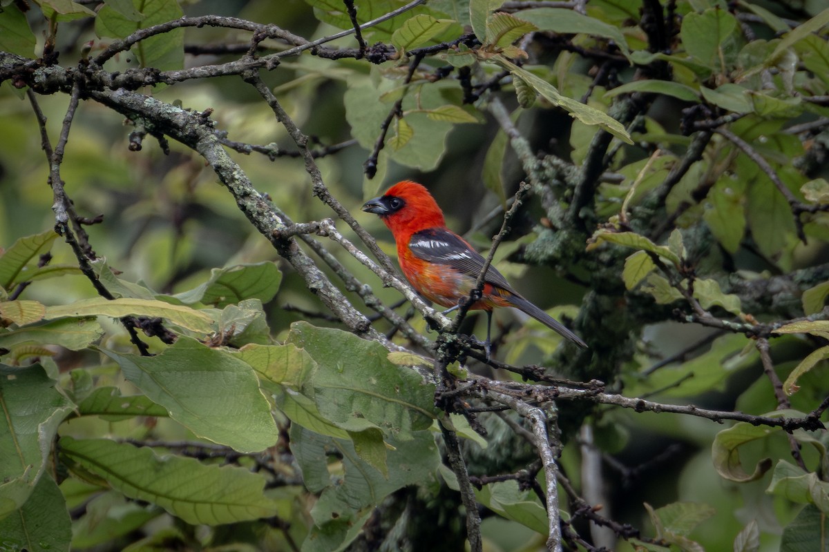 White-winged Tanager - ML620719122