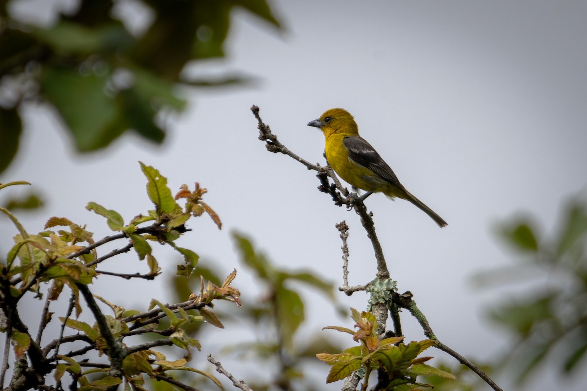 White-winged Tanager - ML620719123