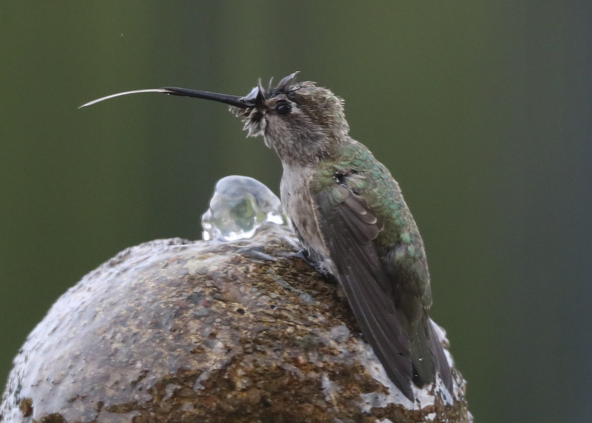 hummingbird sp. - Linda Dalton