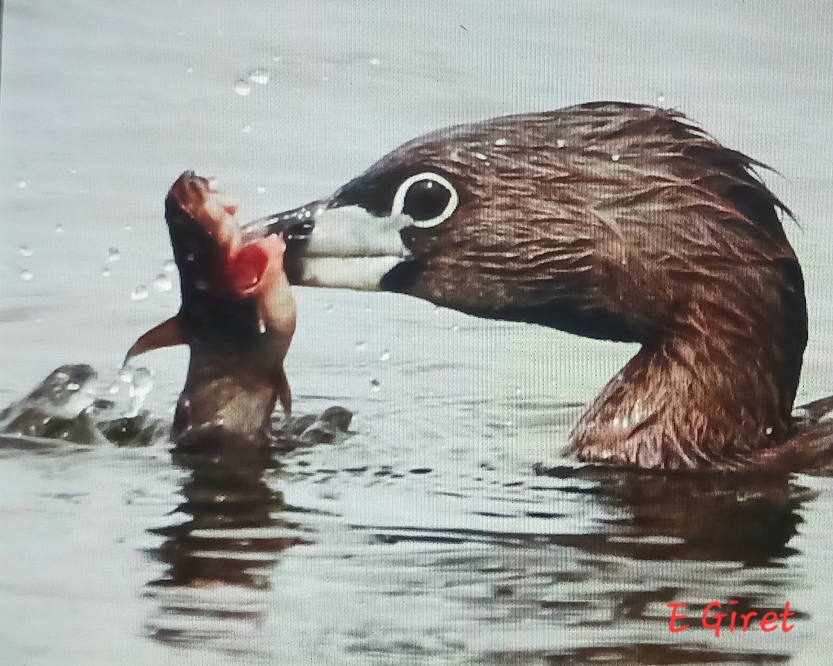 Pied-billed Grebe - ML620719129