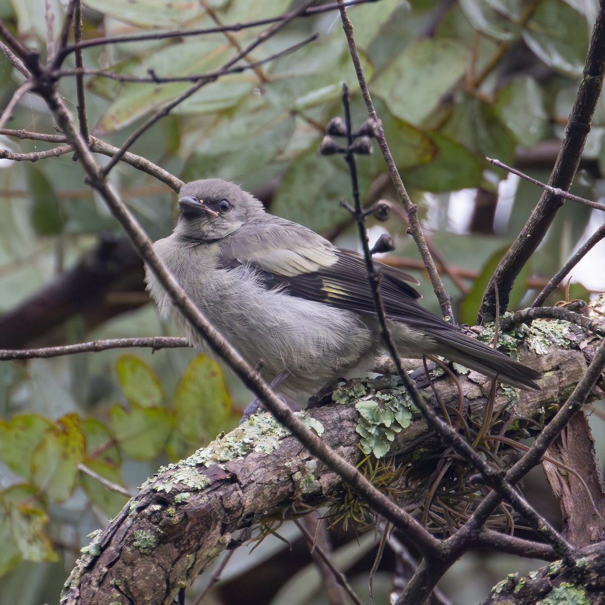 Yellow-winged Tanager - ML620719131