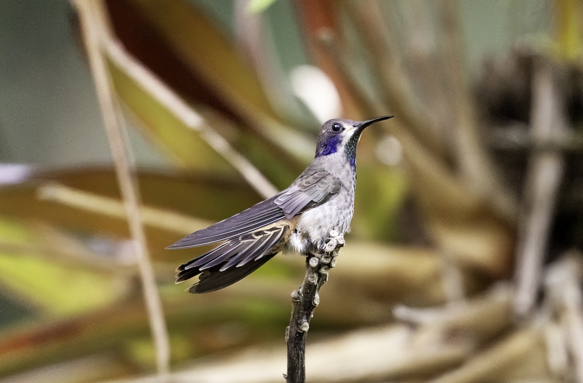 Brown Violetear - ML620719139