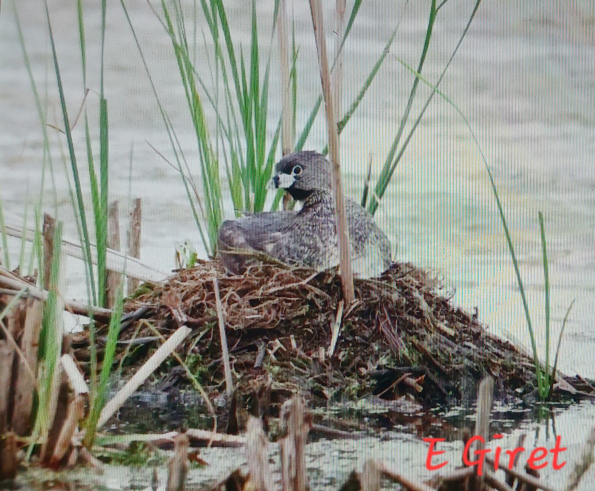 Pied-billed Grebe - ML620719140