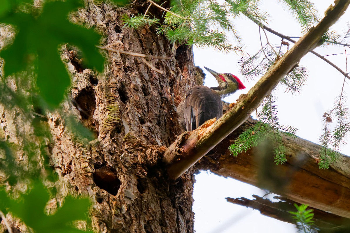 Pileated Woodpecker - ML620719146