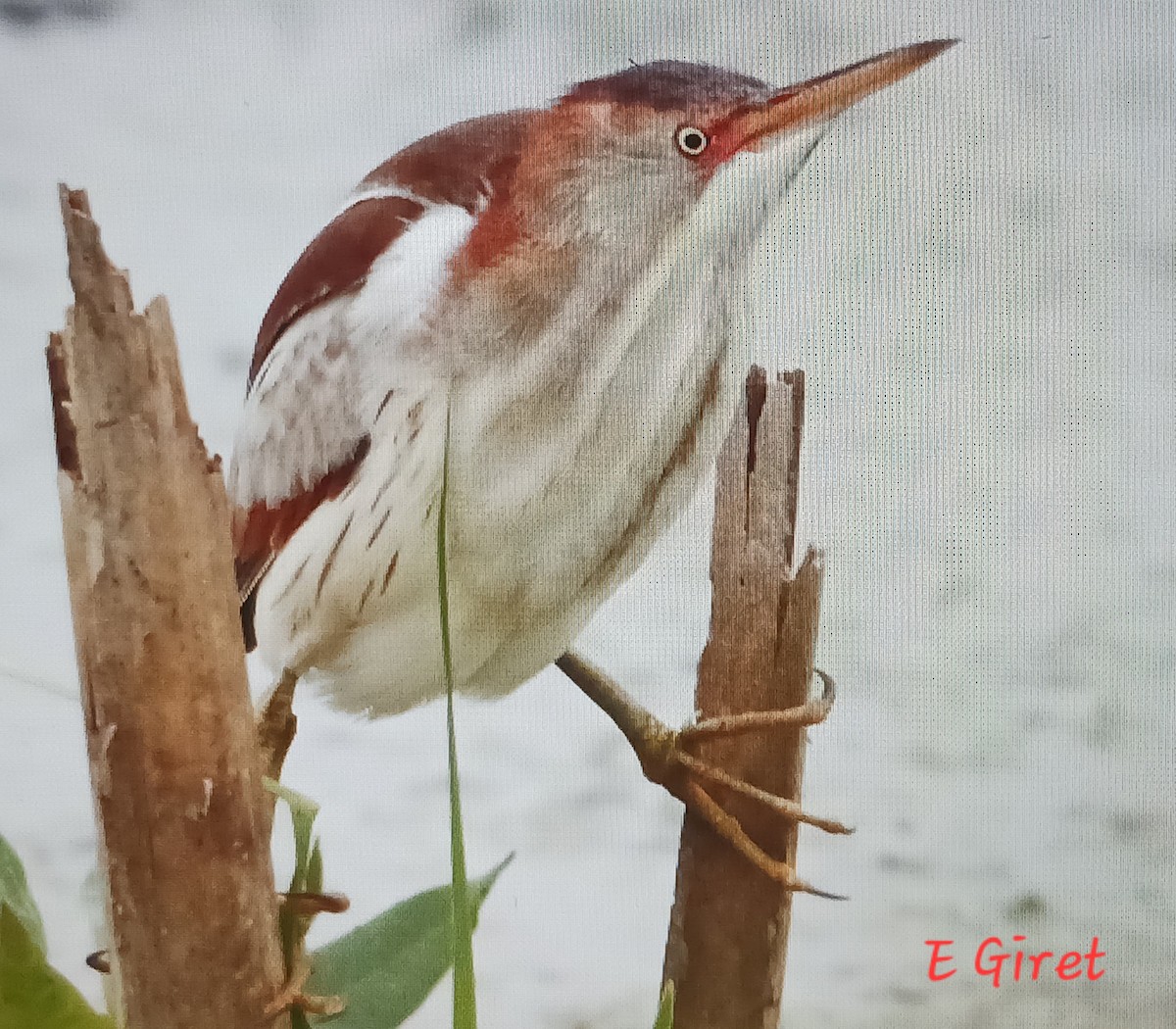 Least Bittern - ML620719153