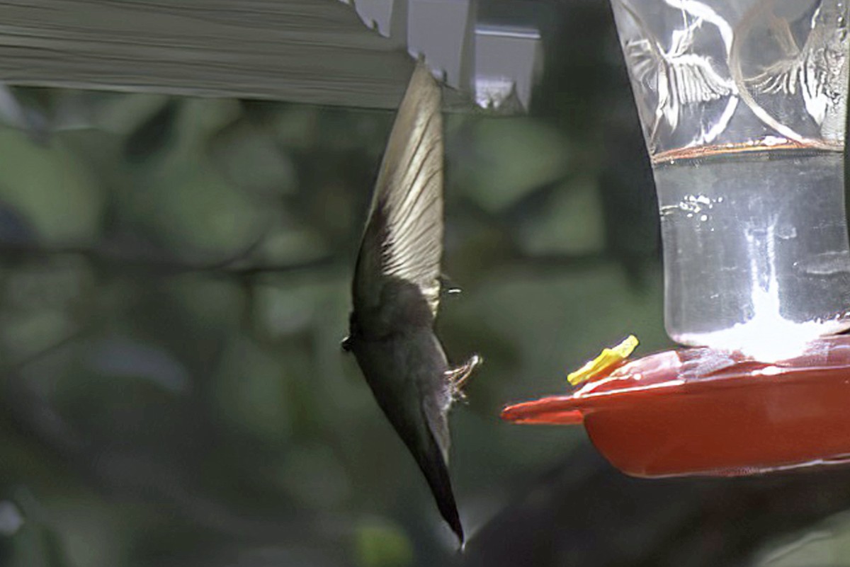 Broad-billed Hummingbird - ML620719157