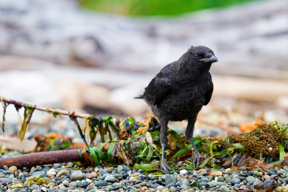 American Crow - ML620719159