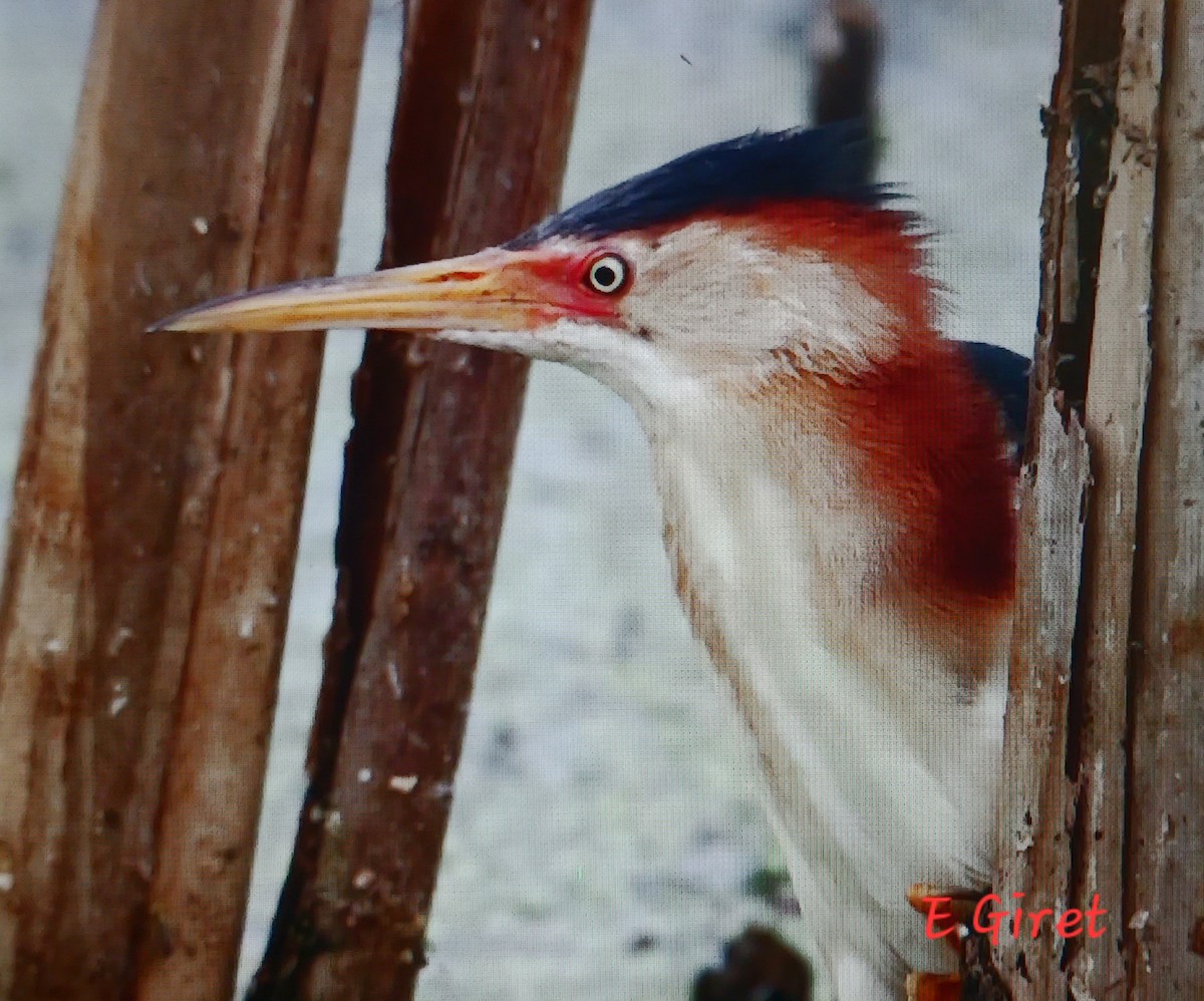 Least Bittern - ML620719161