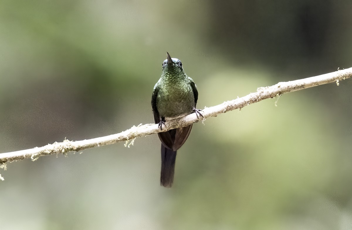 Long-tailed Sylph - ML620719162