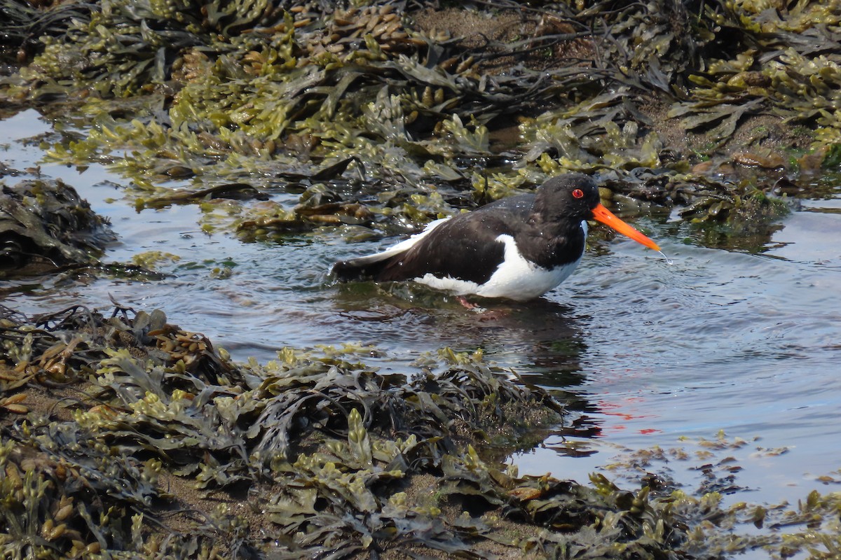 Eurasian Oystercatcher - ML620719163